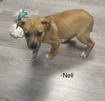 Nell -  Hound Dog for Adoption in Ulster, Pennsylvania - Nell | PetCurious
