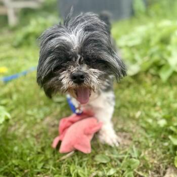 Baxter - adoption pending! -  Mixed Breed Dog for Adoption in Oshkosh, Wisconsin - Baxter - Adoption Pending! | PetCurious