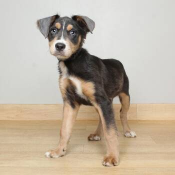 Gia D69757 -  Australian Cattle Dog Blue Heeler and Mixed Breed Dog for Adoption in Minnetonka, Minnesota - Gia D69757 | PetCurious