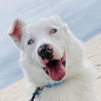 Echo -  Australian Shepherd Dog for Adoption in Pacific Grove, California - Echo | PetCurious