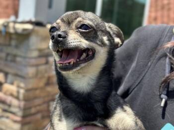 CHEECH -  Chihuahua Dog for Adoption in Colorado Springs, Colorado - CHEECH | PetCurious