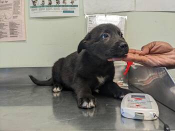MANILA LUZON* -  German Shepherd Dog and Siberian Husky Dog for Adoption in Santa Cruz, California - MANILA LUZON* | PetCurious