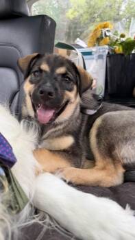 Frankie -  Shepherd Dog for Adoption in Denver, Colorado - Frankie | PetCurious