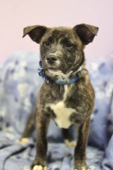 Retriever Dogs Available for Adoption in Manchester, New Hampshire - J-Wow In NH! Come Meet Our Adoptable Dogs Wednesday-Saturday. Mo | PetCurious