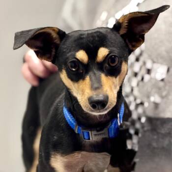 Ringo -  Mixed Breed and Doberman Pinscher Dog for Adoption in Natchitoches, Louisiana - Ringo | PetCurious