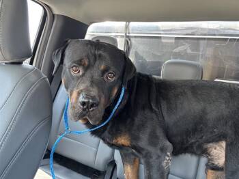 STRIKER -  Rottweiler and Mixed Breed Dog for Adoption in Grand Prairie, Texas - STRIKER | PetCurious