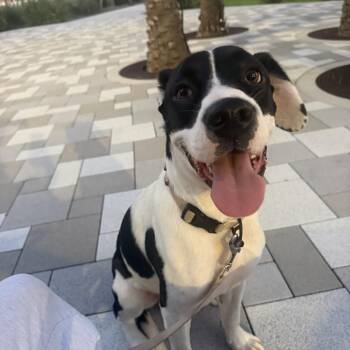Carl -  Hound Dog for Adoption in Tampa, Florida - Carl | PetCurious