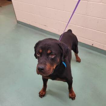 BIG BEN -  Mixed Breed Dog for Adoption in Memphis, Tennessee - BIG BEN | PetCurious