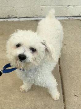 Merino -  Mixed Breed Dog for Adoption in Alexandria, Virginia - Merino | PetCurious