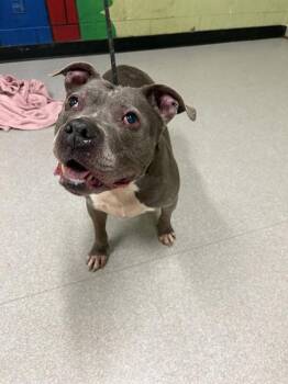 Pit Bull Terrier Dogs Available for Adoption in Indianapolis, Indiana - MONKEE | PetCurious