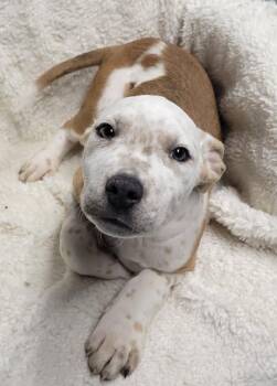 Gino -  Pit Bull Terrier Dog for Adoption in Lisbon, Ohio - Gino | PetCurious
