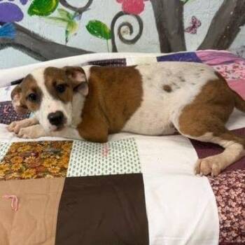 Isa -  Black Mouth Cur and Mixed Breed Dog for Adoption in Hattiesburg, Mississippi - Isa | PetCurious