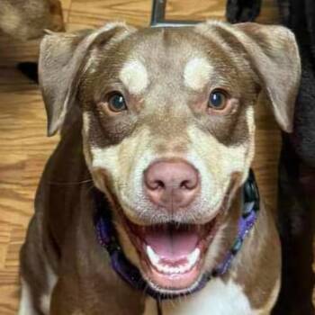 Rescue Chocolate Labrador Retriever and Australian Shepherd Dogs for Adoption in Baldwin, Wisconsin - Maple | PetCurious