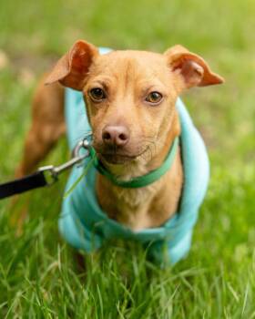 Chihuahua Dogs Available for Adoption in Pflugerville, Texas - Amir | PetCurious