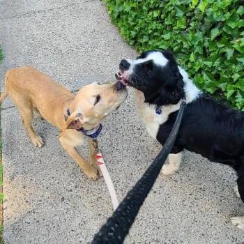 Hound and Retriever Dogs Available for Adoption in Potomac, Maryland - Latte | PetCurious