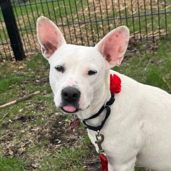 Shepherd and Labrador Retriever Dogs Available for Adoption in Wheeling, Illinois - Olga | PetCurious