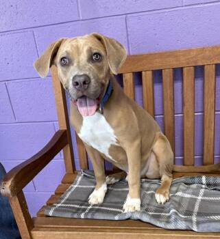 **VANN** -  Weimaraner and Hound Dog for Adoption in North Prairie, Wisconsin - **VANN** | PetCurious