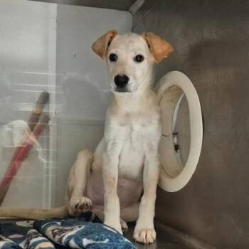 Wednesday -  Labrador Retriever and Mixed Breed Dog for Adoption in Morton Grove, Illinois - Wednesday | PetCurious