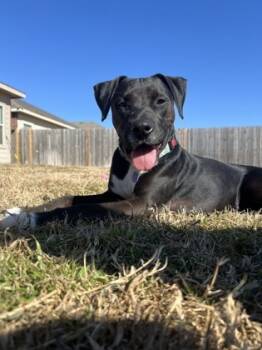 Rescue Mixed Breed Dogs for Adoption in Fort Worth, Texas - Clarita | PetCurious