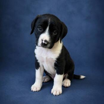 Labrador Retriever and Hound Dogs Available for Adoption in Heber Springs, Arkansas - Ash | PetCurious