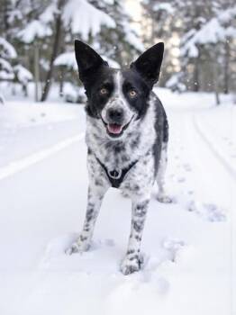 Cattle Dog and Mixed Breed Dogs Available for Adoption - Dingo | PetCurious
