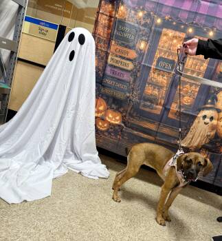 Reeta -  Hound Dog for Adoption in Berlin, New Jersey - Reeta | PetCurious