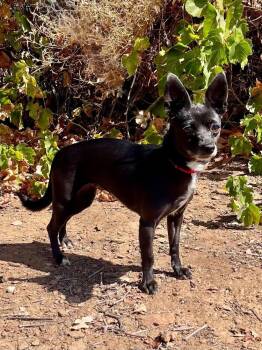 Mindy -  Chihuahua Dog for Adoption in Jamestown, California - Mindy | PetCurious