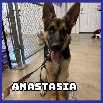 Anastasia -  German Shepherd Dog Dog for Adoption in Glenwood, Minnesota - Anastasia | PetCurious