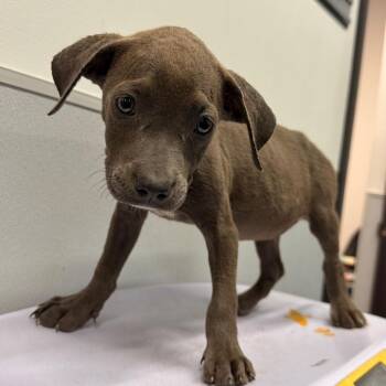 Laguna -  Terrier Dog for Adoption in Tampa, Florida - Laguna | PetCurious