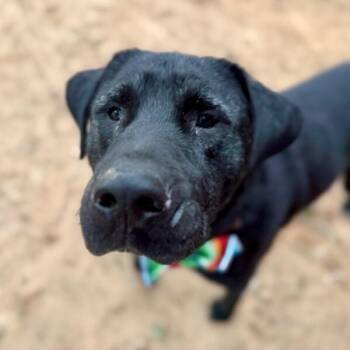 Black Labrador Retriever and Pit Bull Terrier Dogs Available for Adoption in Friendswood, Texas - Prince Naveen Lamby Bear Bestie | PetCurious