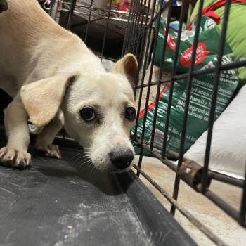 Gracelynn -  Chihuahua Dog for Adoption in Edinburg, Texas - Gracelynn | PetCurious