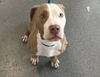 Pecan -  Mixed Breed Dog for Adoption in West Chester, Pennsylvania - Pecan | PetCurious