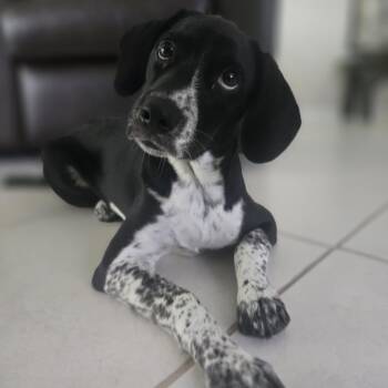 Nicki -  Mixed Breed Dog for Adoption in Bradenton, Florida - Nicki | PetCurious
