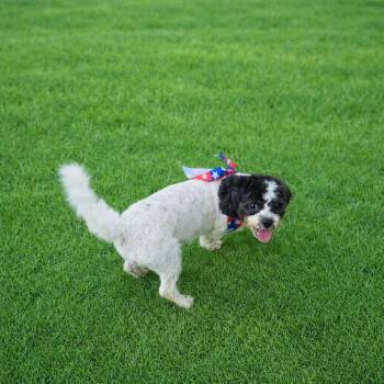Tinkleberg -  Shih Tzu and Mixed Breed Dog for Adoption in Smithfield, North Carolina - Tinkleberg | PetCurious