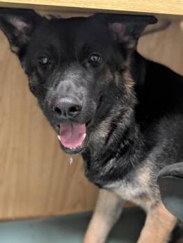 Mixed Breed Dogs Available for Adoption in Montreal, Quebec - Suzie | PetCurious