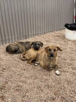 Bowbow -  Mixed Breed Dog for Adoption in Longmont, Colorado - Bowbow | PetCurious
