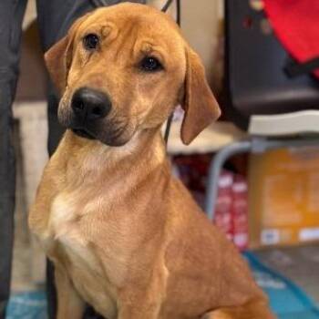 Hound Dogs Available for Adoption - Todd | PetCurious
