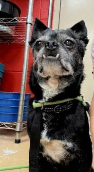 Rescue Chihuahua Dogs for Adoption in Kingston, New York - Tino | PetCurious