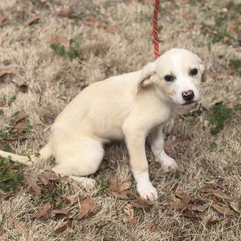 Labrador Retriever Dogs Available for Adoption - PEARL | PetCurious