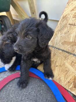 McFlurry -  Labradoodle and Mixed Breed Dog for Adoption in Union Grove, Wisconsin - McFlurry | PetCurious