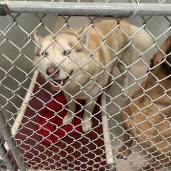 Rescue Husky Dogs for Adoption in Vineland, New Jersey - Kodie | PetCurious