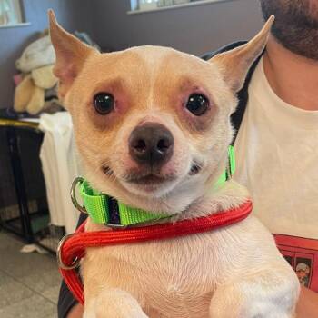 Collin -  Chihuahua and Mixed Breed Dog for Adoption in San Francisco, California - Collin | PetCurious
