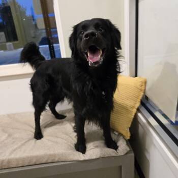 Golden Retriever and Australian Shepherd Dogs Available for Adoption - Kingston | PetCurious