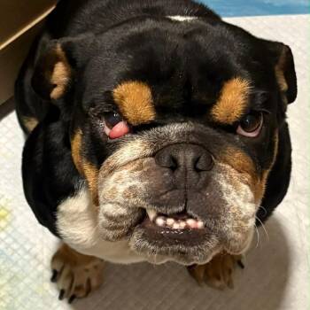 English Bulldog and French Bulldog Dogs Available for Adoption in Sonoma, California - Trudy | PetCurious