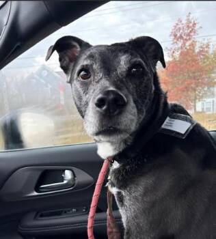 Rescue Pit Bull Terrier Dogs for Adoption in Port Barrington, Illinois - Gene | PetCurious