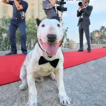Rescue Bull Terrier Dogs for Adoption in Palm Desert, California - Handsome | PetCurious