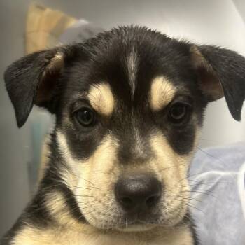 Shepherd Dogs Available for Adoption - Puff Pastry | PetCurious