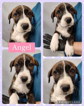 Hound and Labrador Retriever Dogs Available for Adoption in Ringwood, New Jersey - Angel | PetCurious
