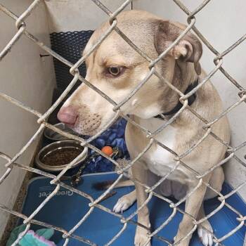 Gracie -  Labrador Retriever Dog for Adoption in Donalsonville, Georgia - Gracie | PetCurious