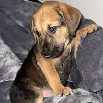 Pit Bull Terrier and Australian Cattle Dog Blue Heeler Dogs Available for Adoption in Weatherford, Texas - PUPPY BOY 4 | PetCurious